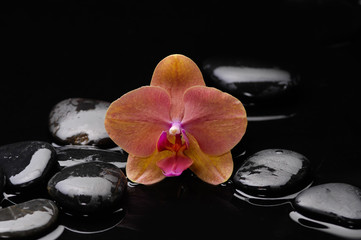 Obraz na płótnie Canvas Beautiful orange orchid and therapy stones