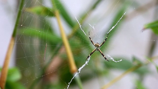 Black and Yellow Argiope spider on web in the garden
