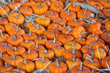 Pumpkins