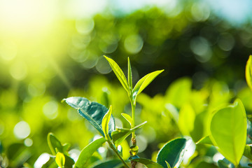 Green tea  leaves on tea plantations