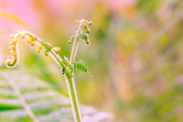 Fern