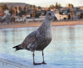 Seagull near water with Santa Cruz in far background