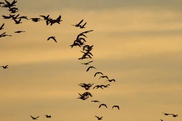 Fototapeta premium birds