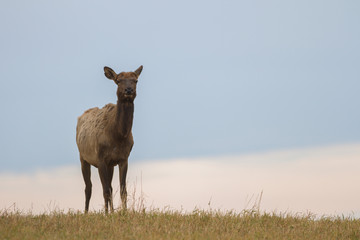 deer in wild scenery