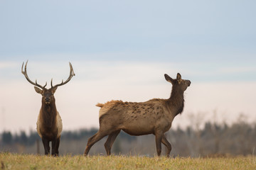 deer in wild scenery