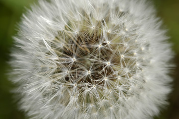 close up pollen of spoil flower