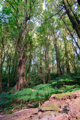 Fototapeta premium Above ground mountain forest in Doi Inthanan National Park