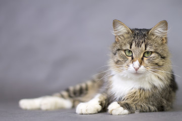 Portrait of a beautiful fluffy lying cat
