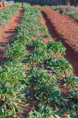 Row of fresh kale plants on a field