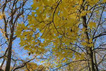 Autumn maple leaves