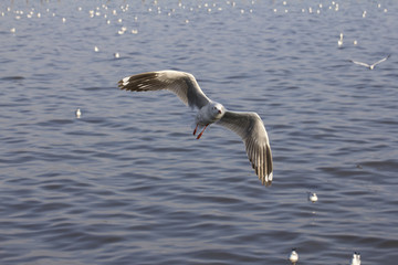 Seagull flittering over the blue sea to find its preys