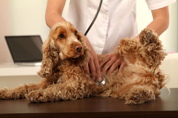 Hund wird von Tierärztin untersucht