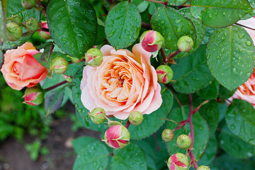 rose in the garden after the rain