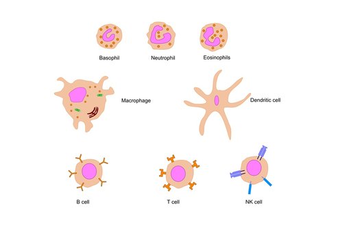 cellule principali del sistema immunitario