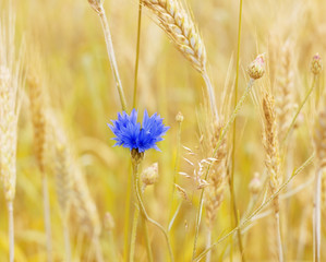 natural summer or autumn background