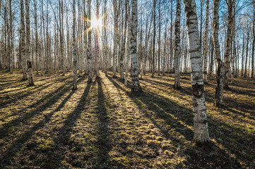 Sunny spring morning in birch forest