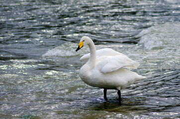 Naklejka premium 白鳥