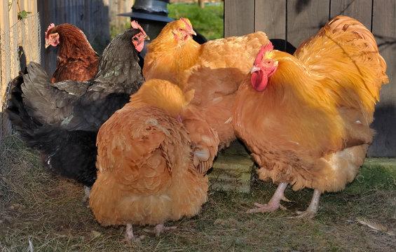 poules et coq Orpington fauve