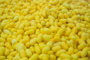 cocoon of silkworm