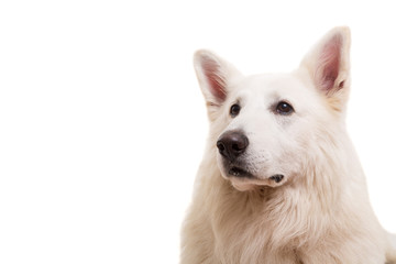 Swiss White Shepherd