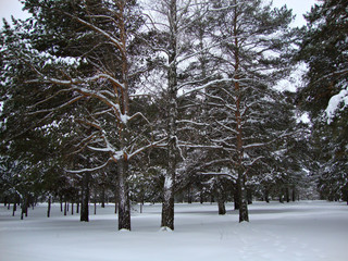 pine forest with snow in winter © ovb64