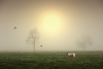Cute sheep in the meadow