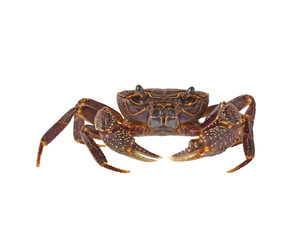 crab isolated on white background