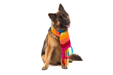 German Shepherd dog