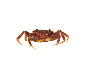 crab isolated on white background