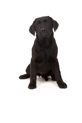 Labrador retriever