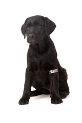 Labrador retriever