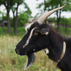 Head of a black goat