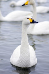 Obraz premium 白鳥の郷