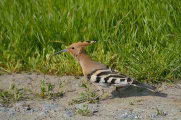 Hoopoe bird in natural habitat (upupa epops)