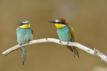 Fototapeta na wymiar European bee-eater (Merops Apiaster) outdoor