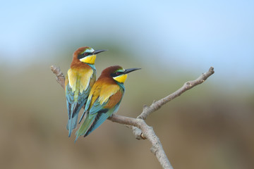European bee-eater (Merops Apiaster) outdoor
