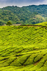 Green Tea Plantation, Cameron Highlands, Malaysia