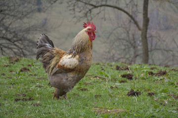 Cock in a rural farmyard