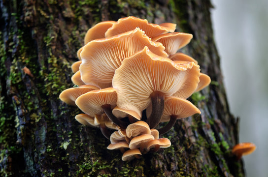 Austern-Seitling (Pleurotus ostreatus)