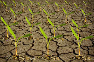 Financial drought business concept as a tree growing on coin wit