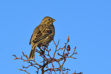 Close up Corn Bunting miliaria calandra