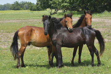 Horses on field in summer