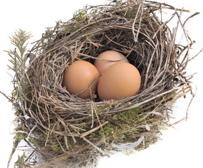 œufs dans nid