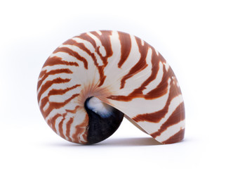Nautillus shell