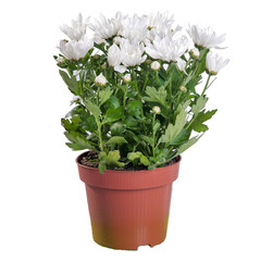 Chrysanthemum white in the pot (Chrysanthemum)