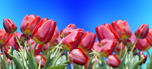Garden red tulips