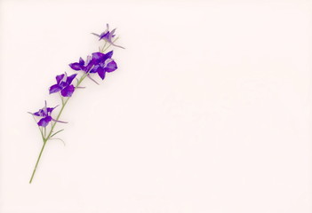 Fototapeta na wymiar purple flower - illustration based on own photo image
