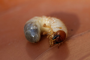 May beetle larvae - Melolontha melolontha