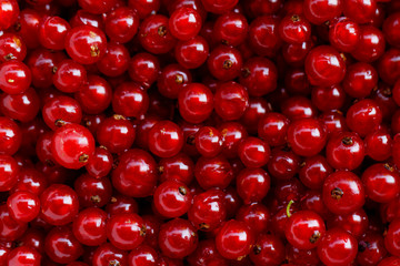 Background red currants