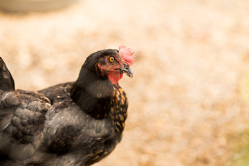 Free range hens